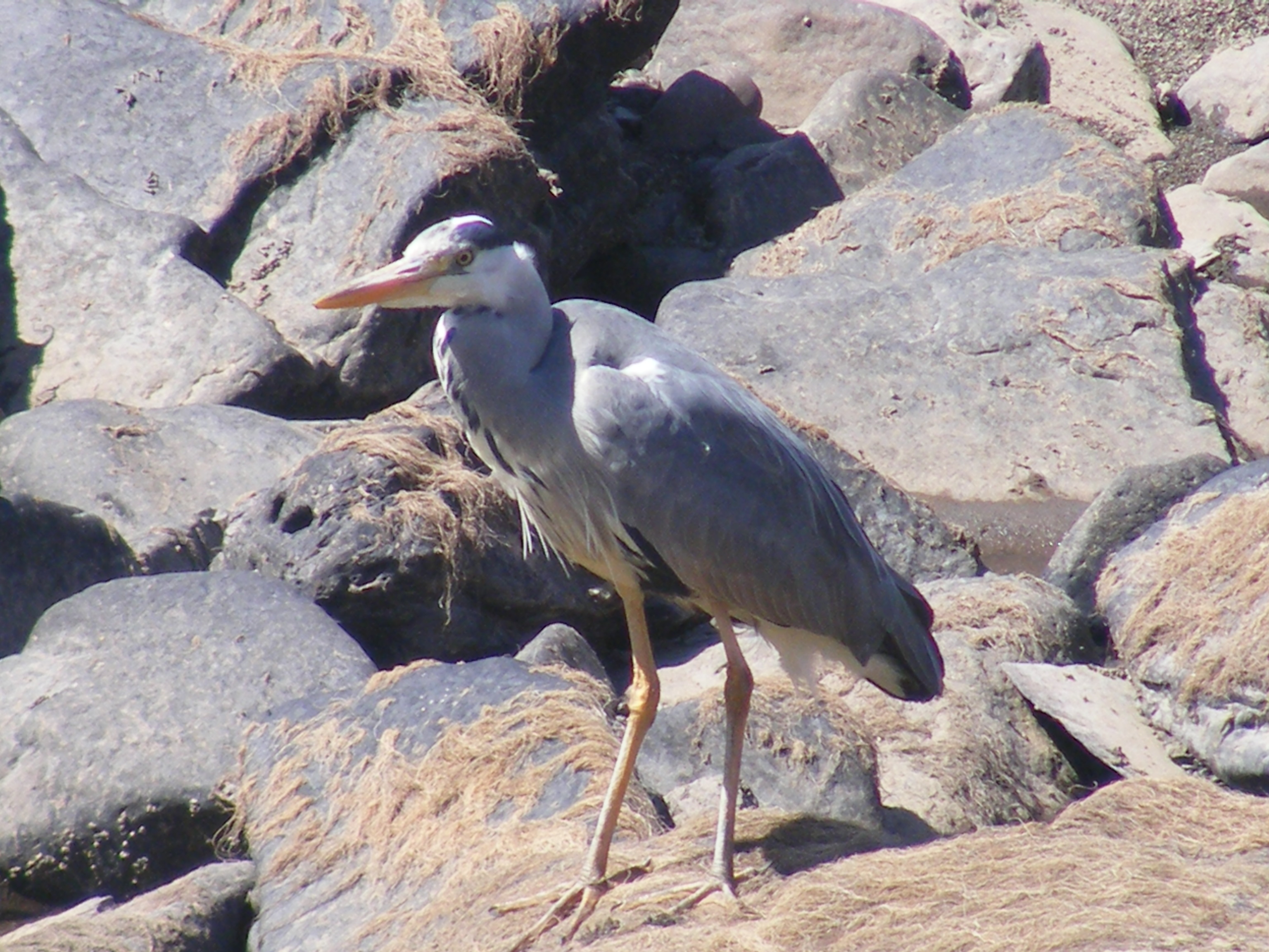 Heron (c) Scottish Wildlife Trust