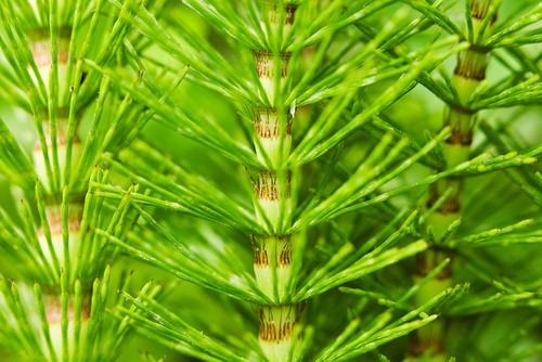 Horsetail (c) Elliot Neep