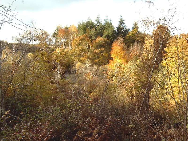 Falls of Clyde reserve (c) Scottish Wildlife Trust