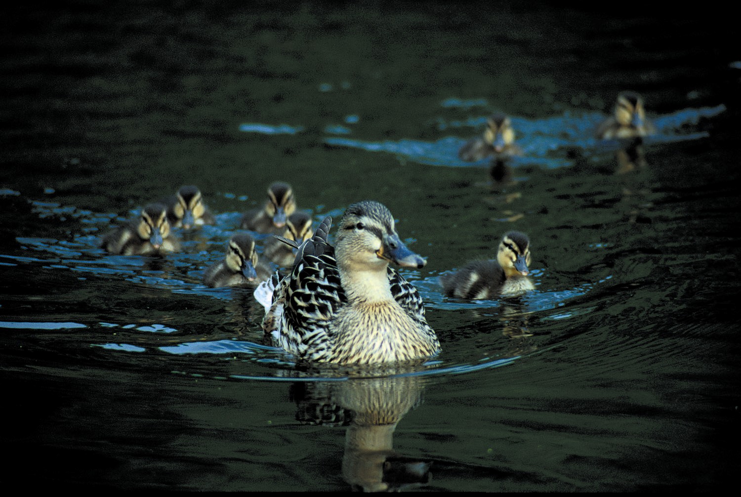 Mallard ducks (c) Darin Smith