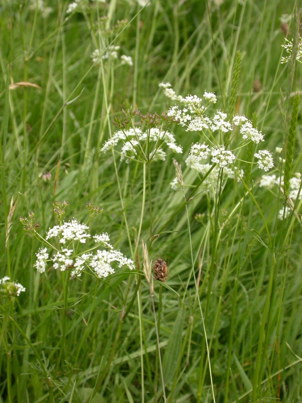 Pignut (c) Philip Precey