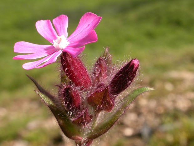 Red Campion (c) Philip Precey