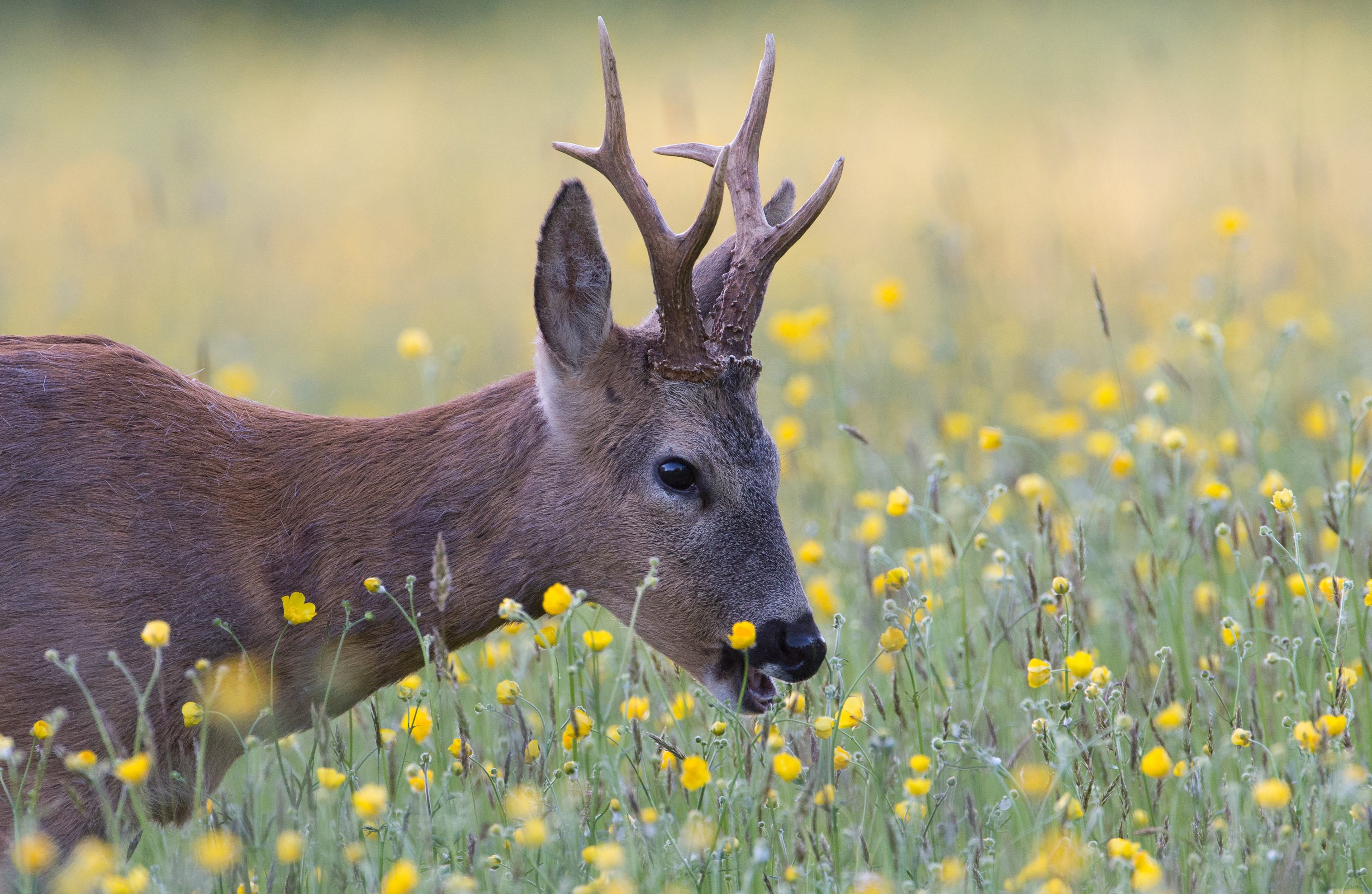 Roe buck eating buttercups (c) Don Sutherland