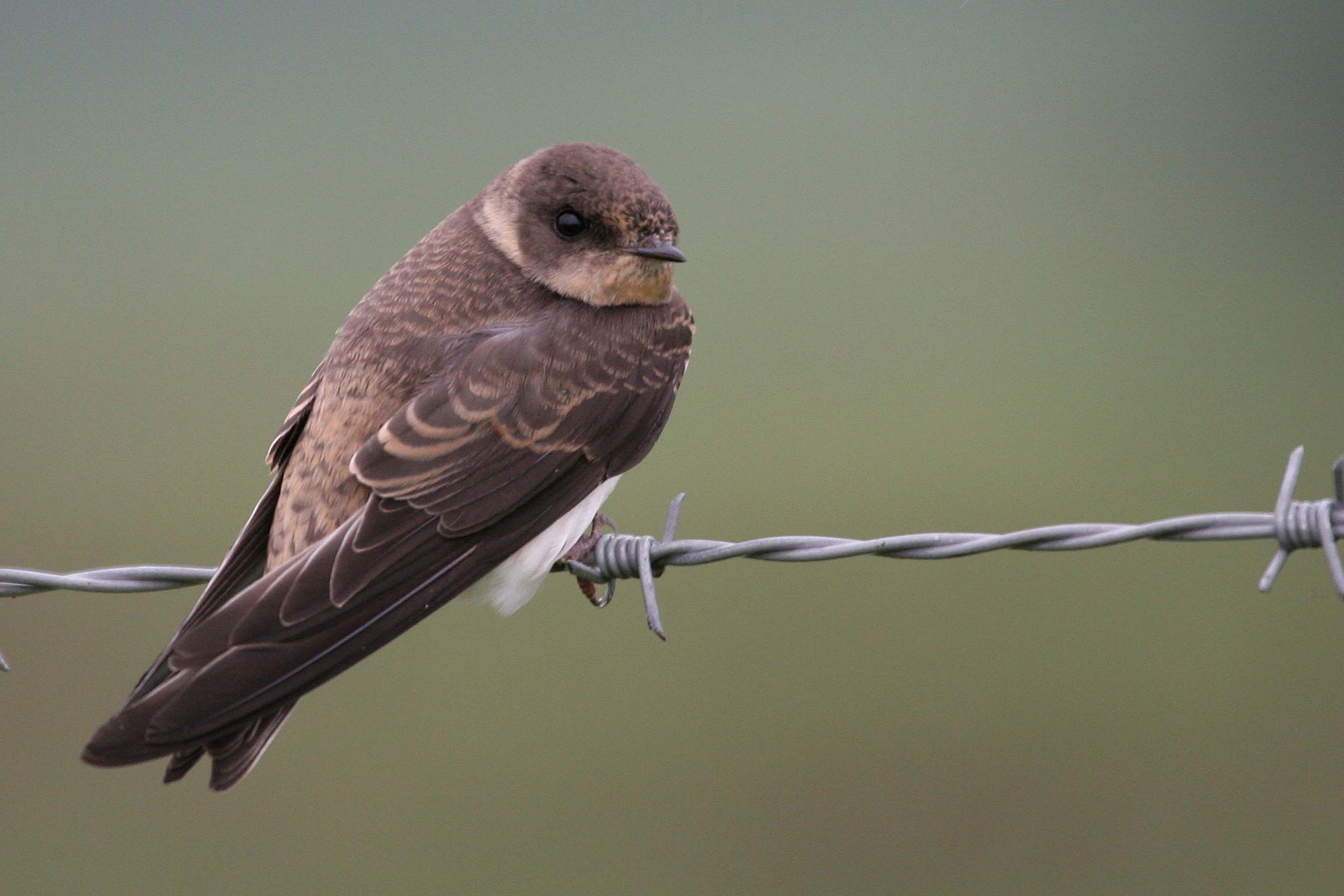 Sand martin (c) Margaret Holland