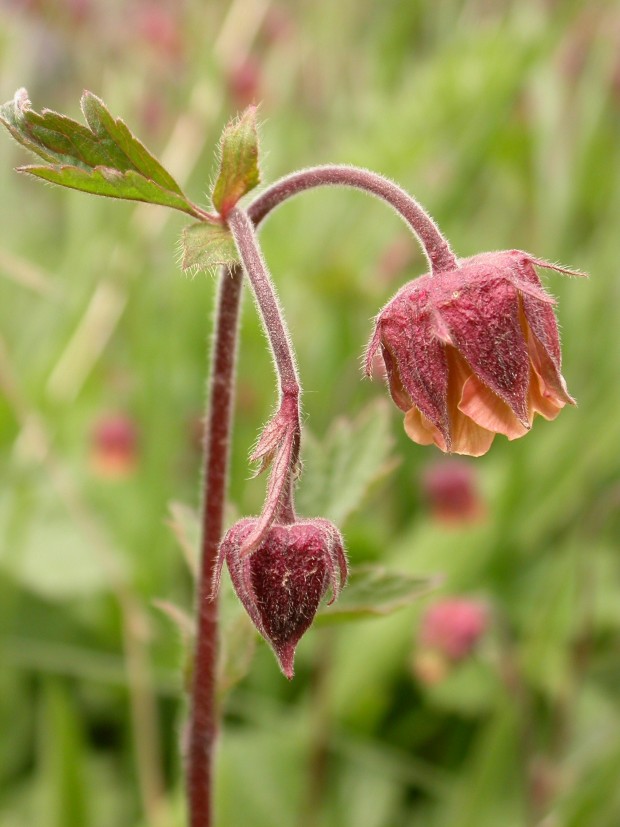 Water Avens (c) Philip Precey