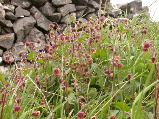 Water Avens  (c) Philip Precey