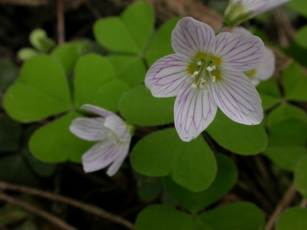 Wood Sorrel (c) Philip Precey