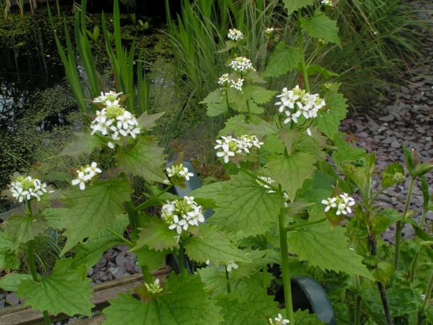 Garlic mustard (c) R. Burkmar