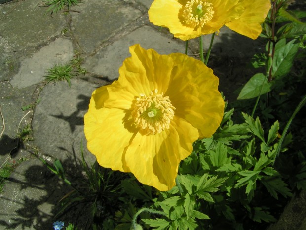 Welsh Poppy (c) Richard Burkmarr