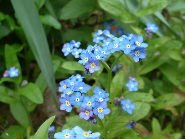 Forget-me-not © Neil Aldridge