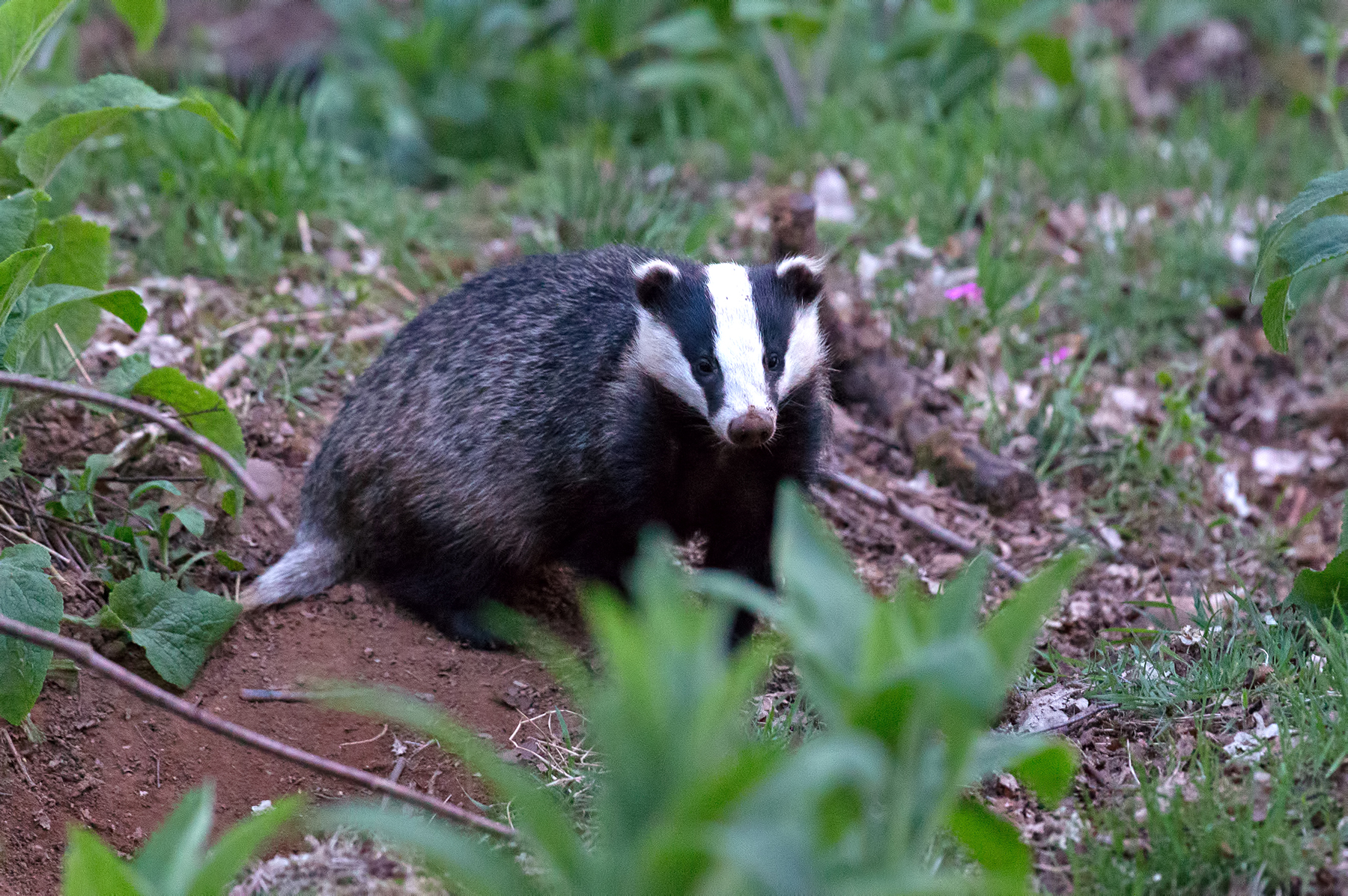 Badger (c) Chas Moonie