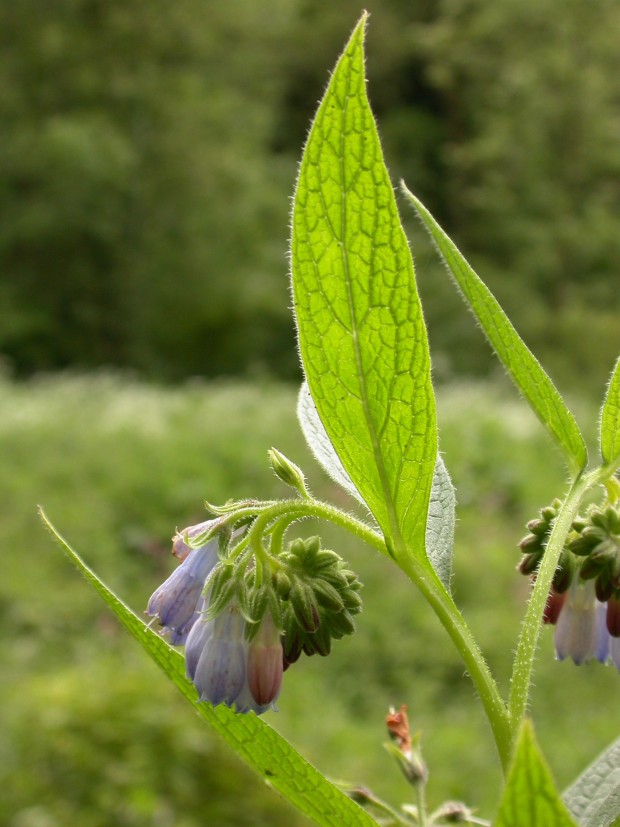 Russian Comfrey (c) Philip Precey