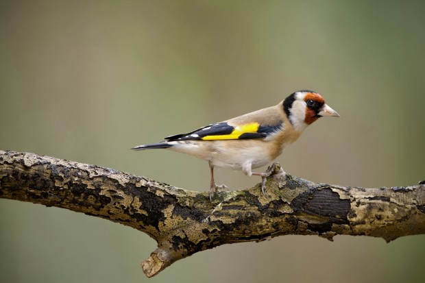 Goldfinch (c) Neil Aldridge