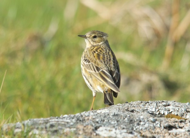 Meadow Pipit (c) Derek Moore