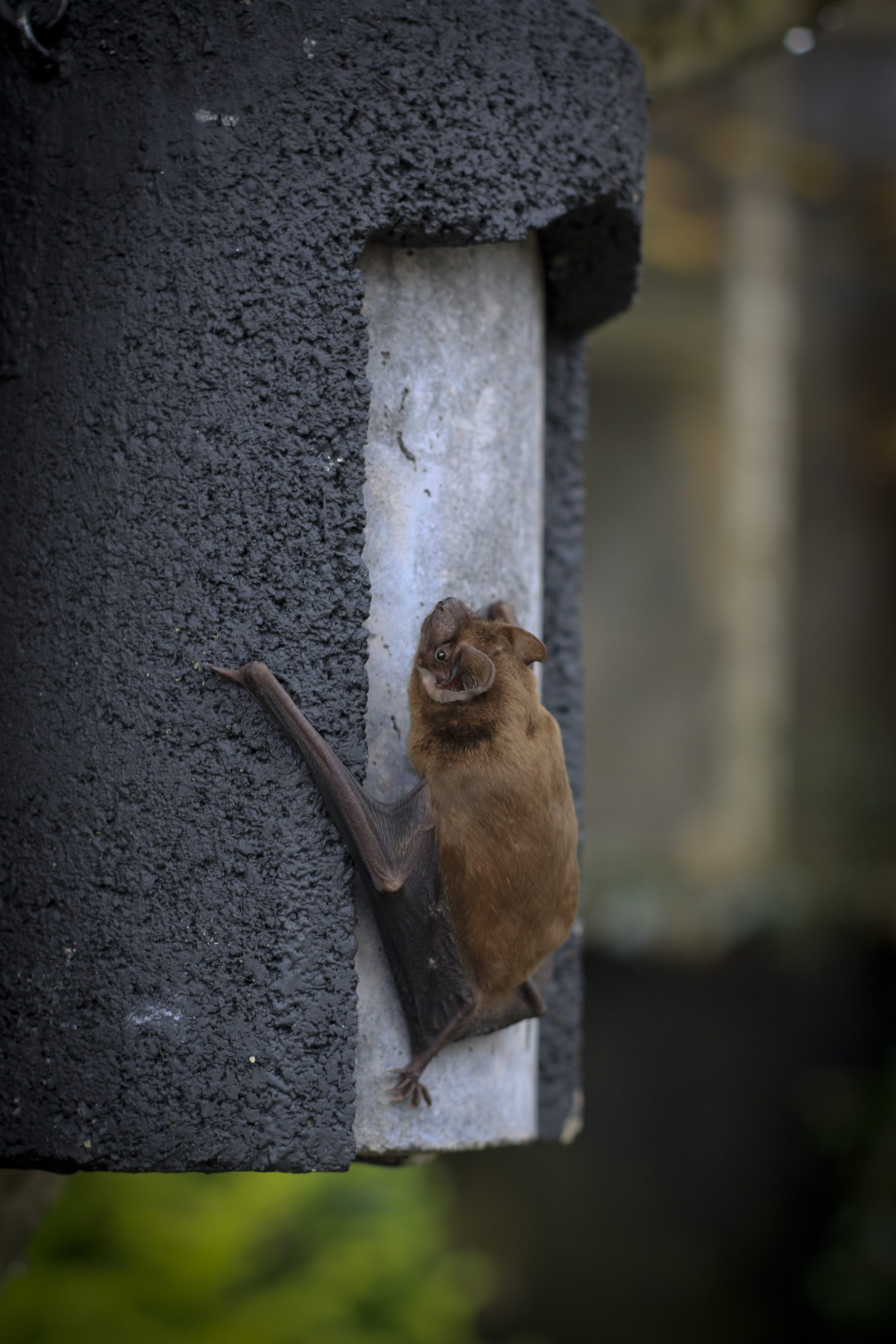 Noctule Bat (c) Tom Marshall