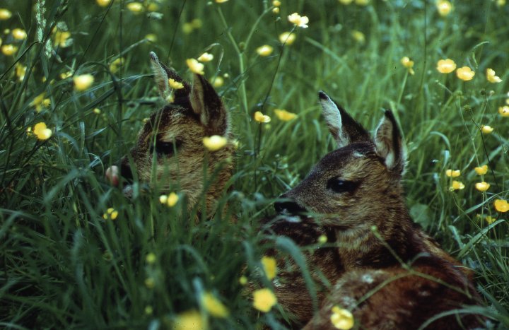 Roe fawns (c) Scottish Wildlife Trust