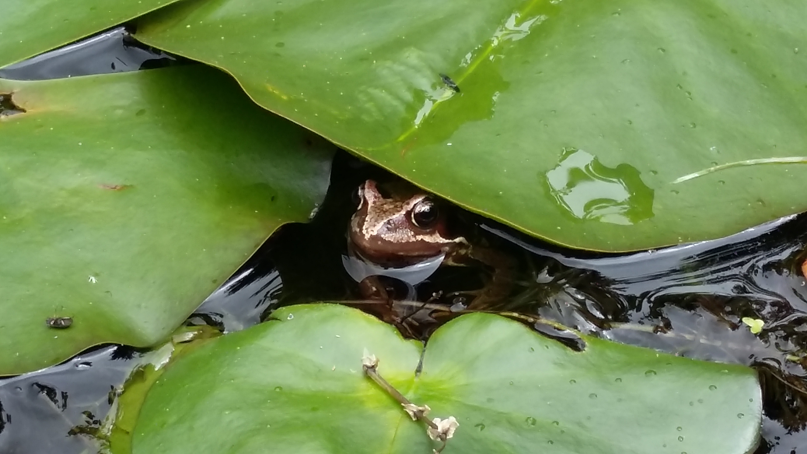 Frog in tree nursery pond (c) Lori Moore