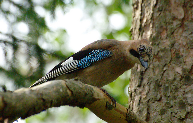 Jay (c) Stefan Berndtsson