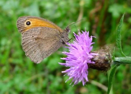 Meadow Brown (c) gailhampshire