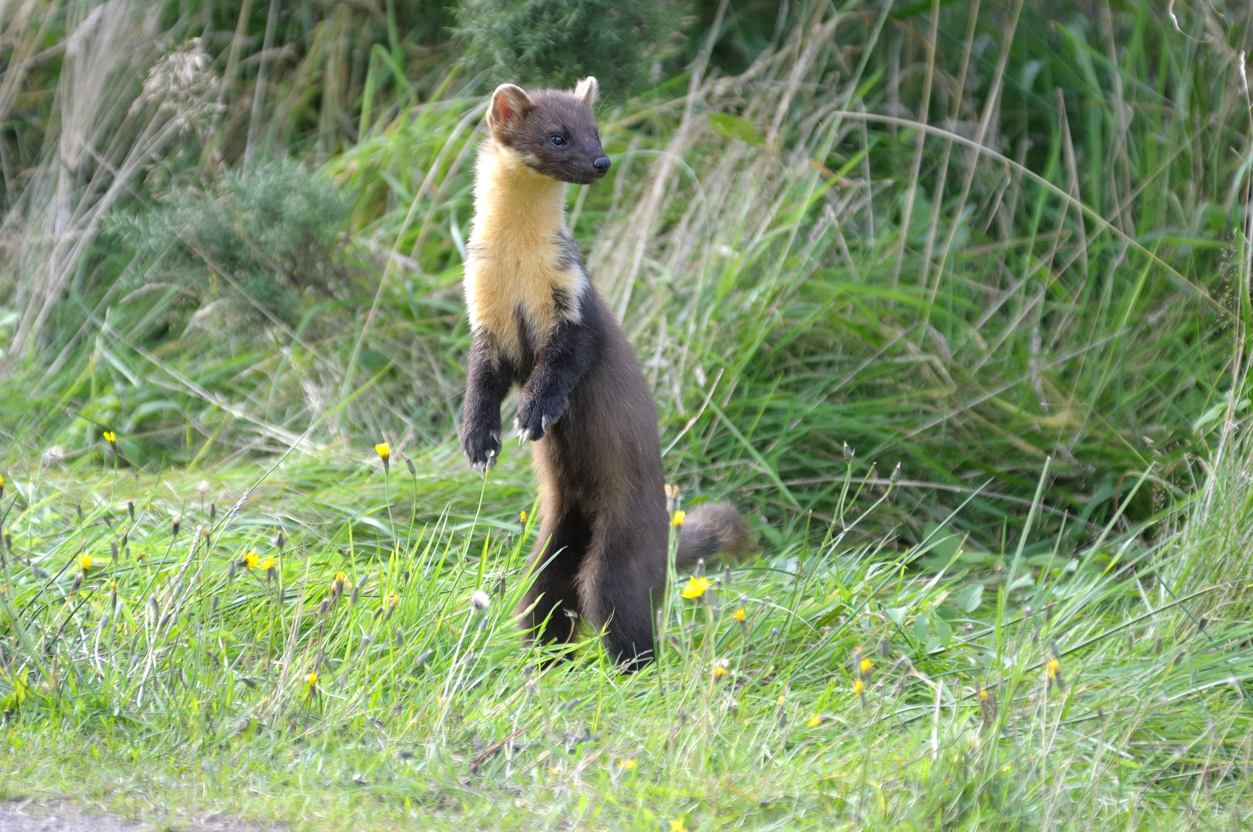 Pine Marten (c) Karl Franz