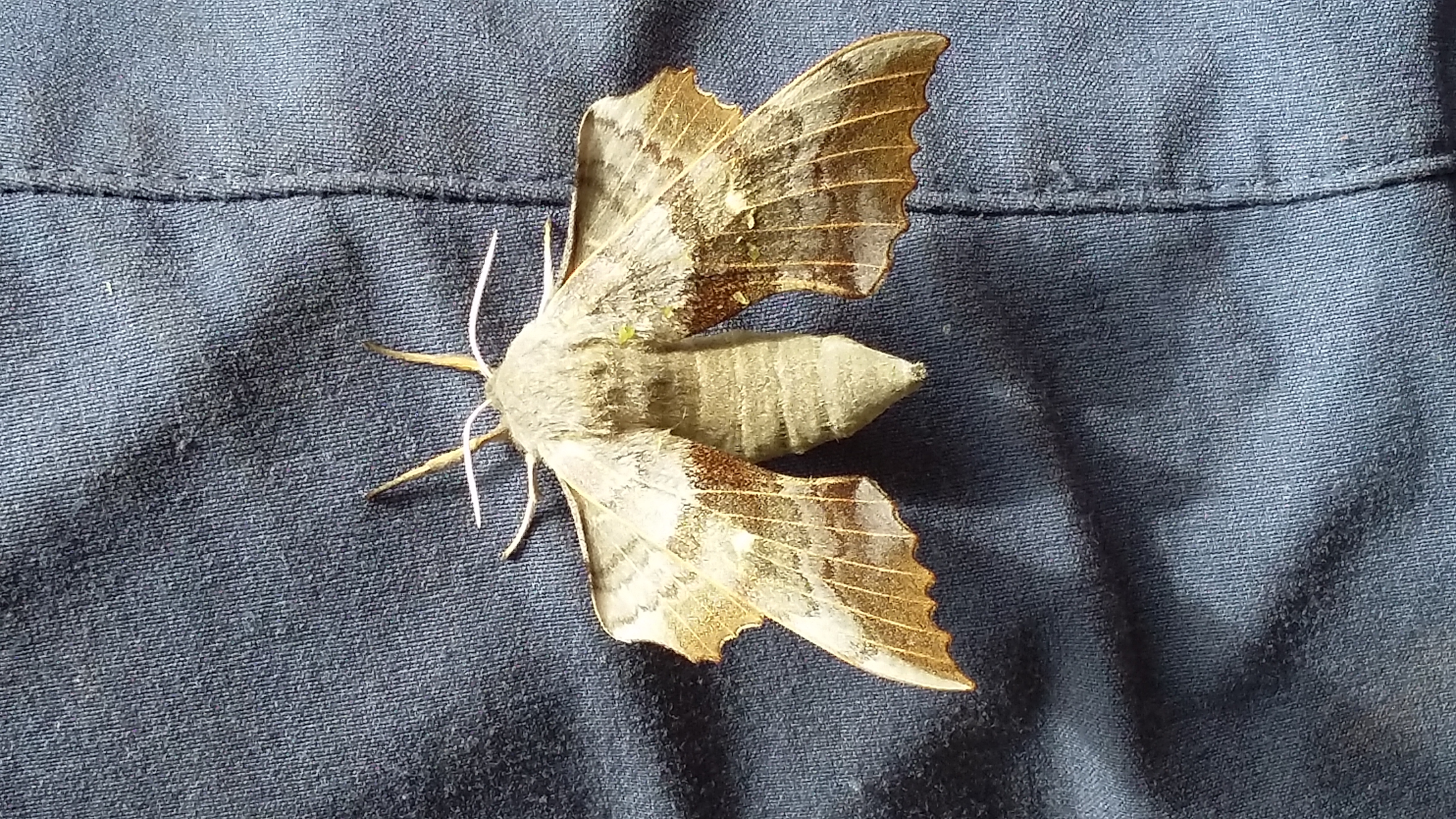 Poplar Hawk-Moth (c) Lori Moore