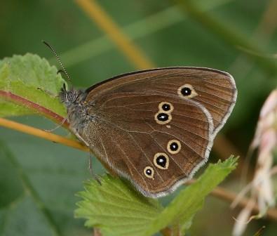 Ringlet (c) Dean Morley