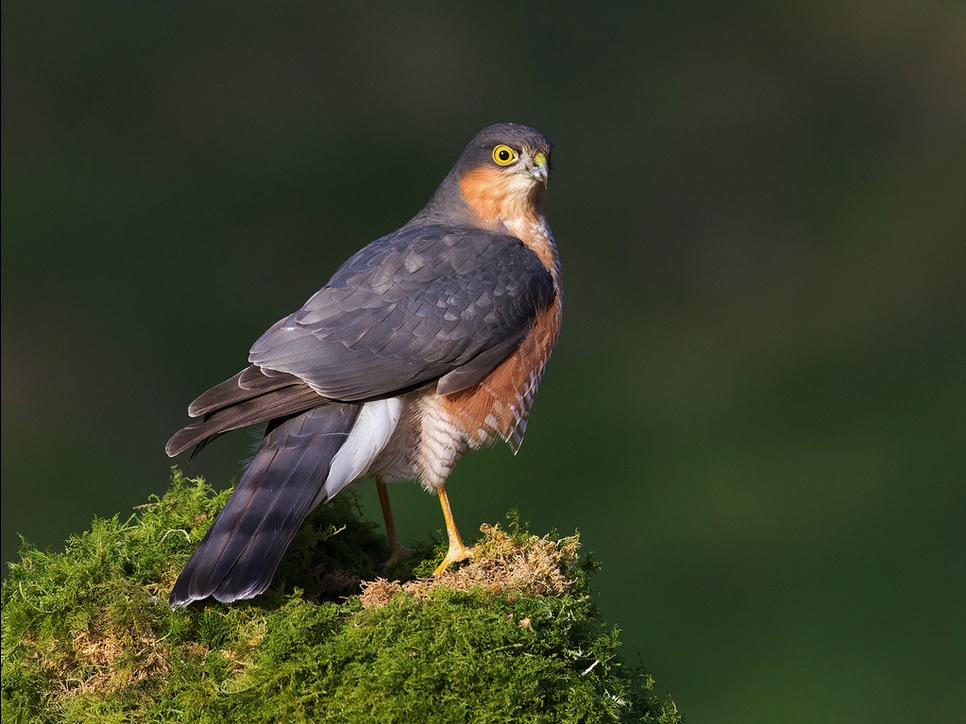 Sparrowhawk (c) Chas Moonie