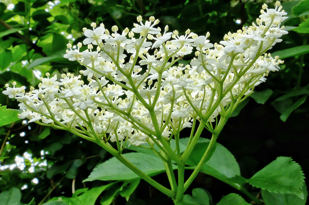 elderflower (cc) velodenz