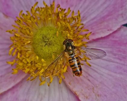 Hoverfly (c) Michael Sveikutis