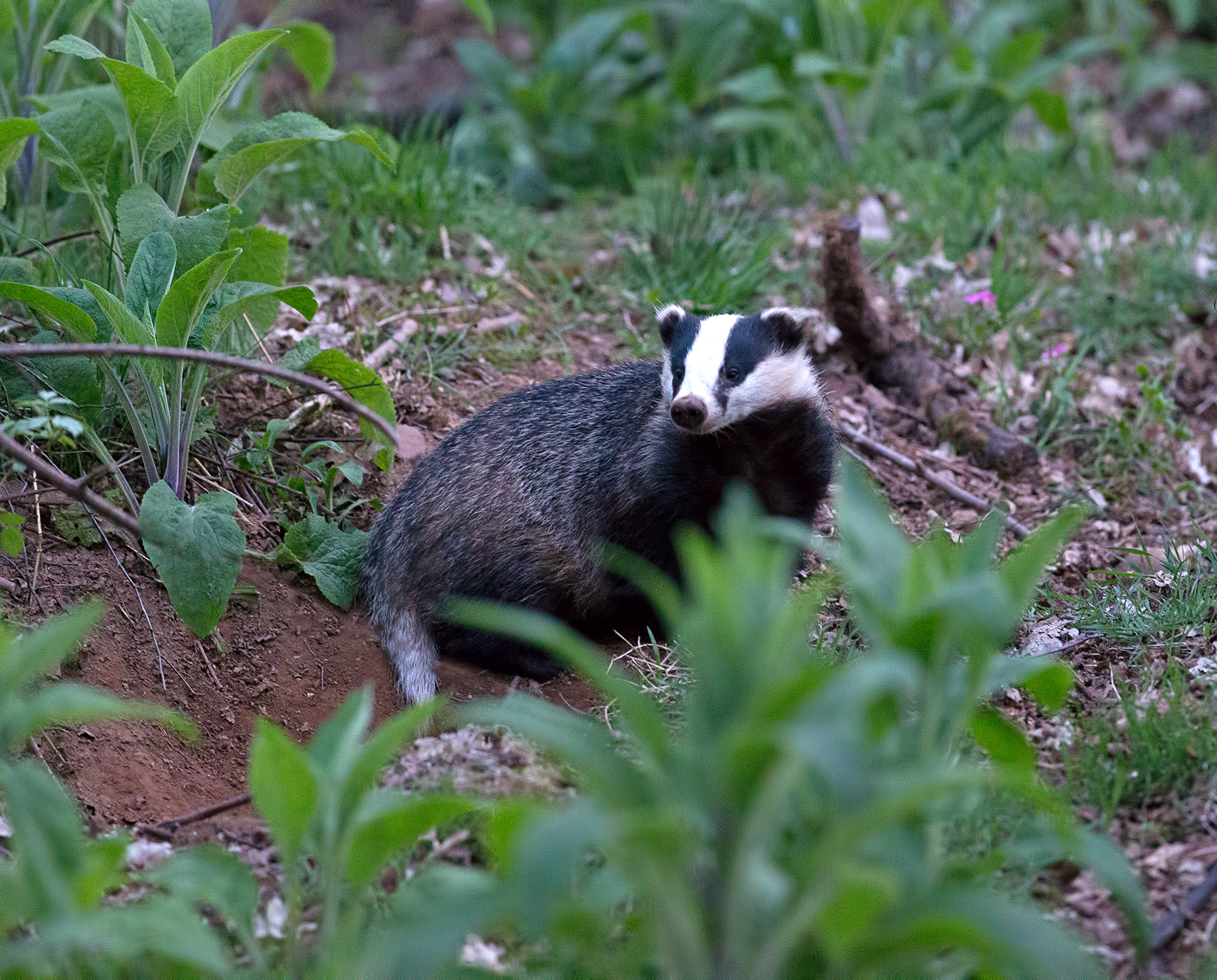 Badger at Falls of Clyde (c) Chas Moonie