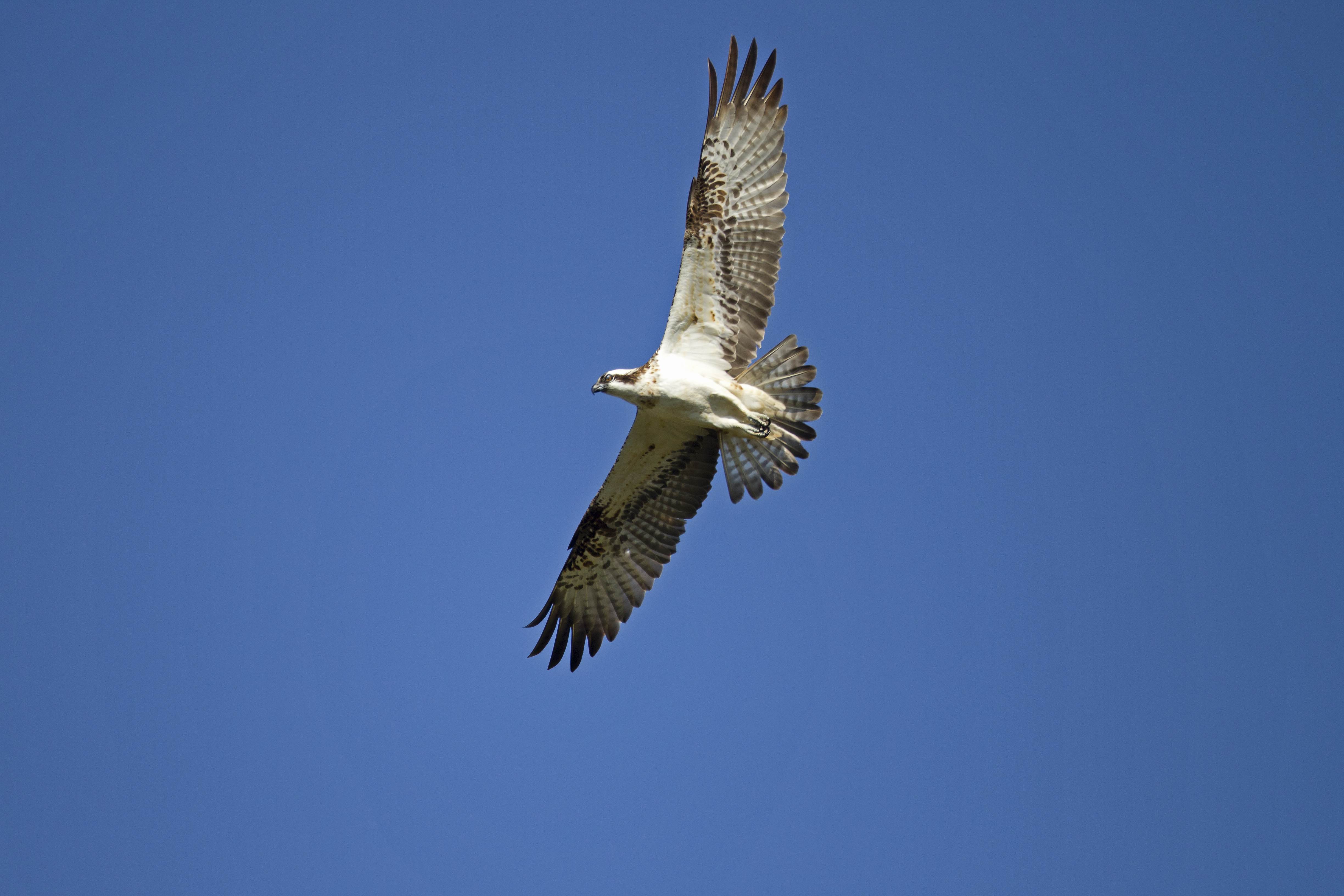 Osprey in Flight (c) Emyr Evans