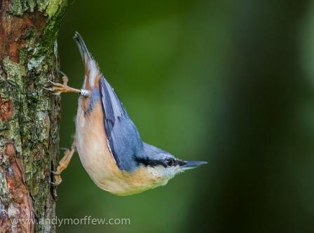 Nuthatch (cc) Andy Morffew