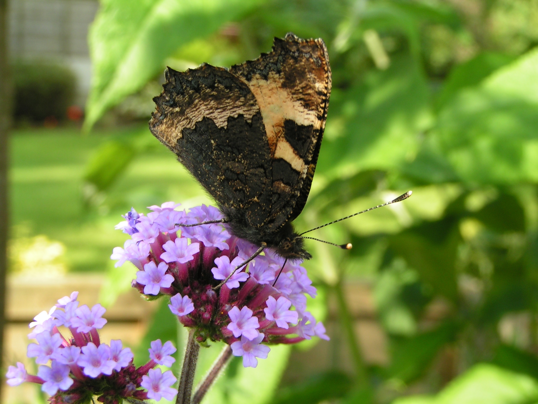 Small Tortoiseshell (c) Richard Burkmarr