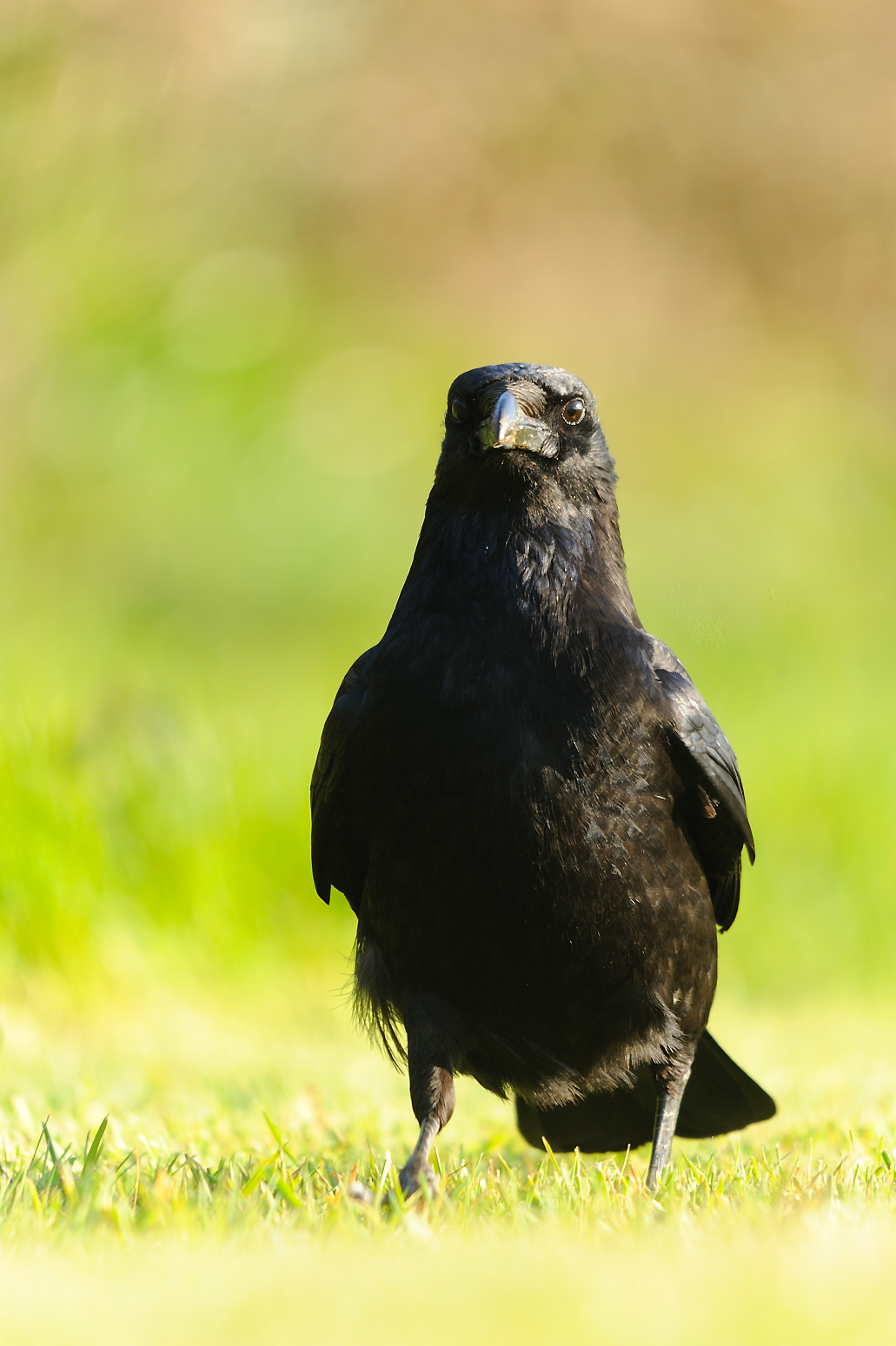 Carrion Crow (c) Amy Lewis