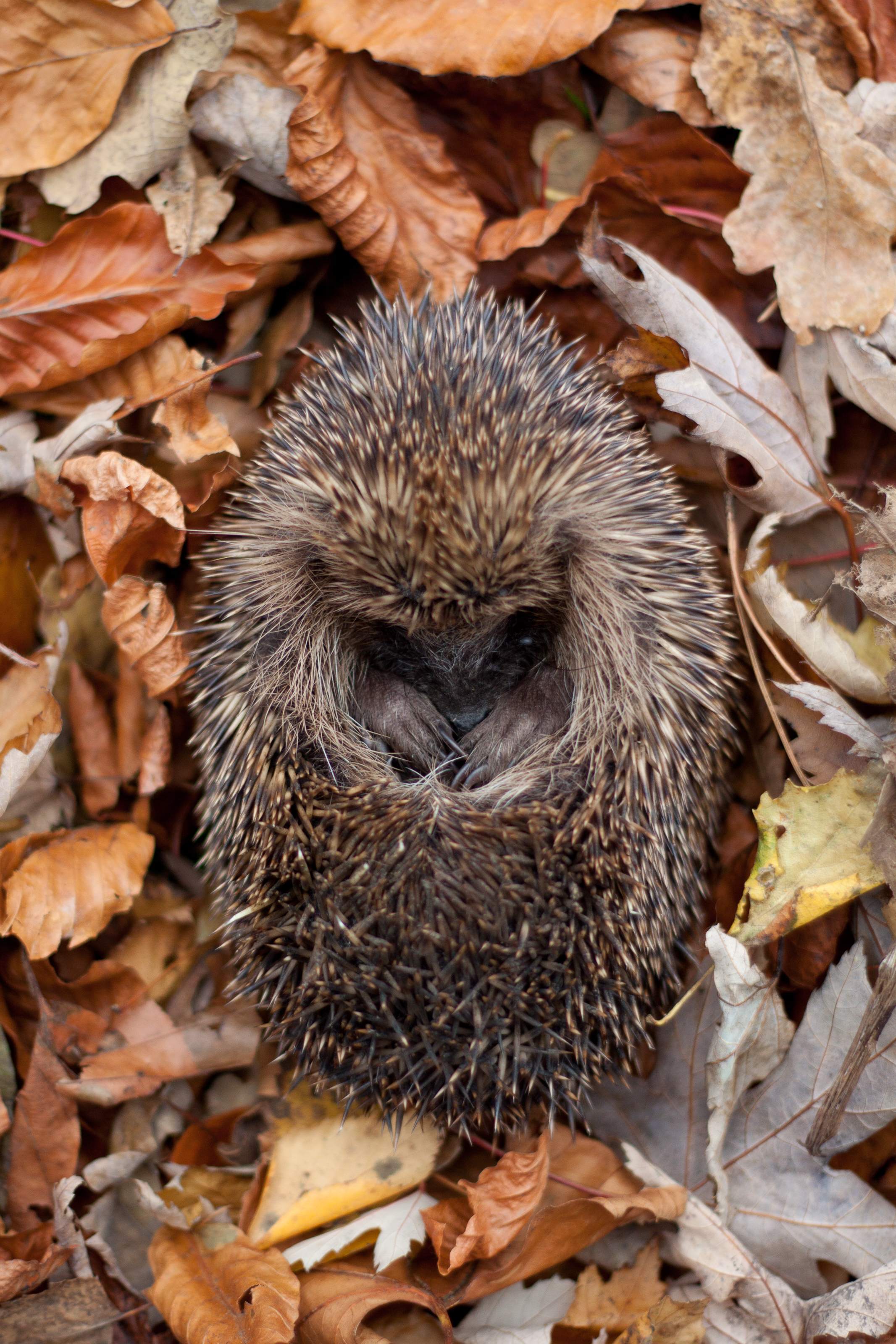 Hedgehog (c) Tom Marshall