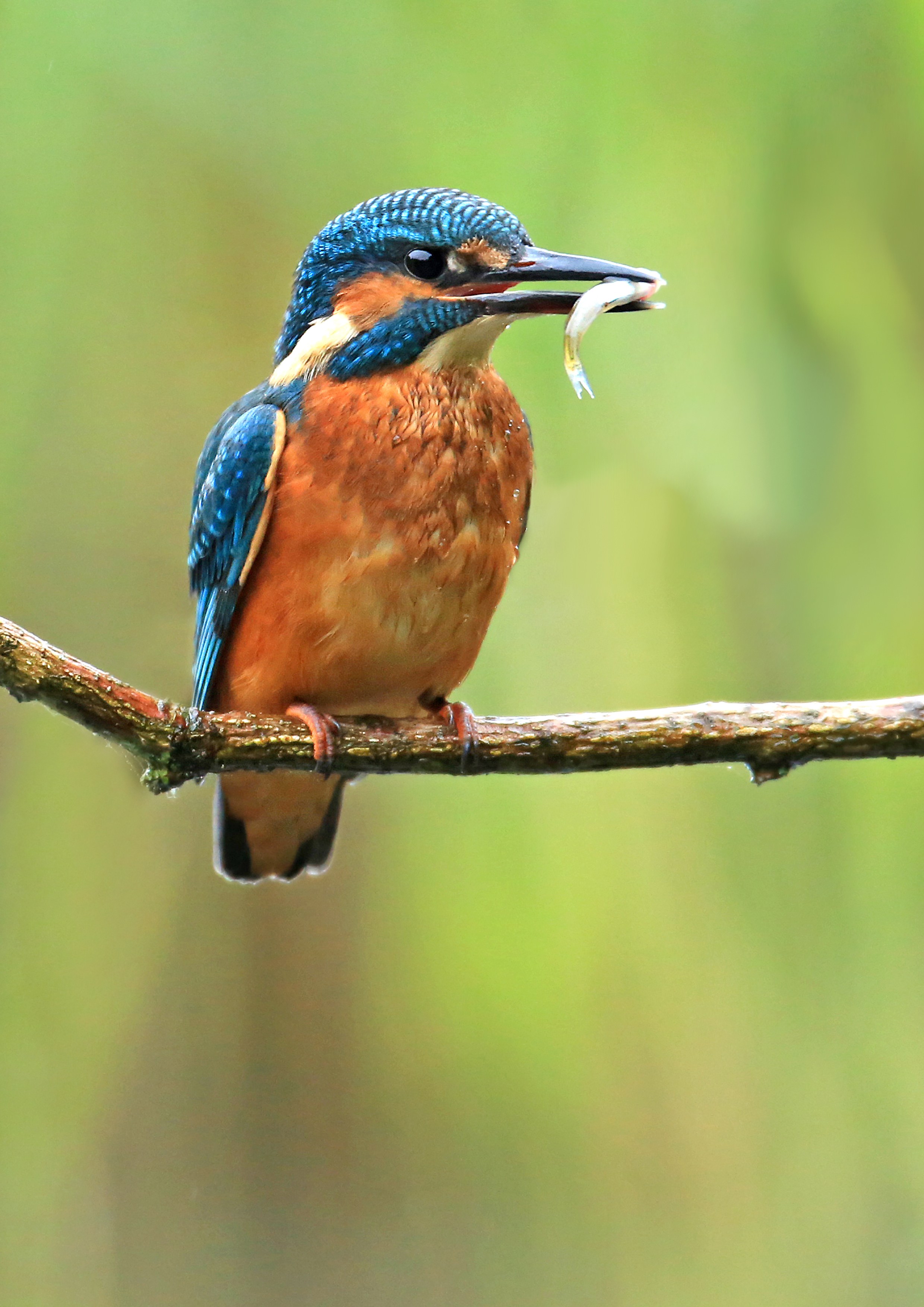 Kingfisher (c) Jon Hawkins