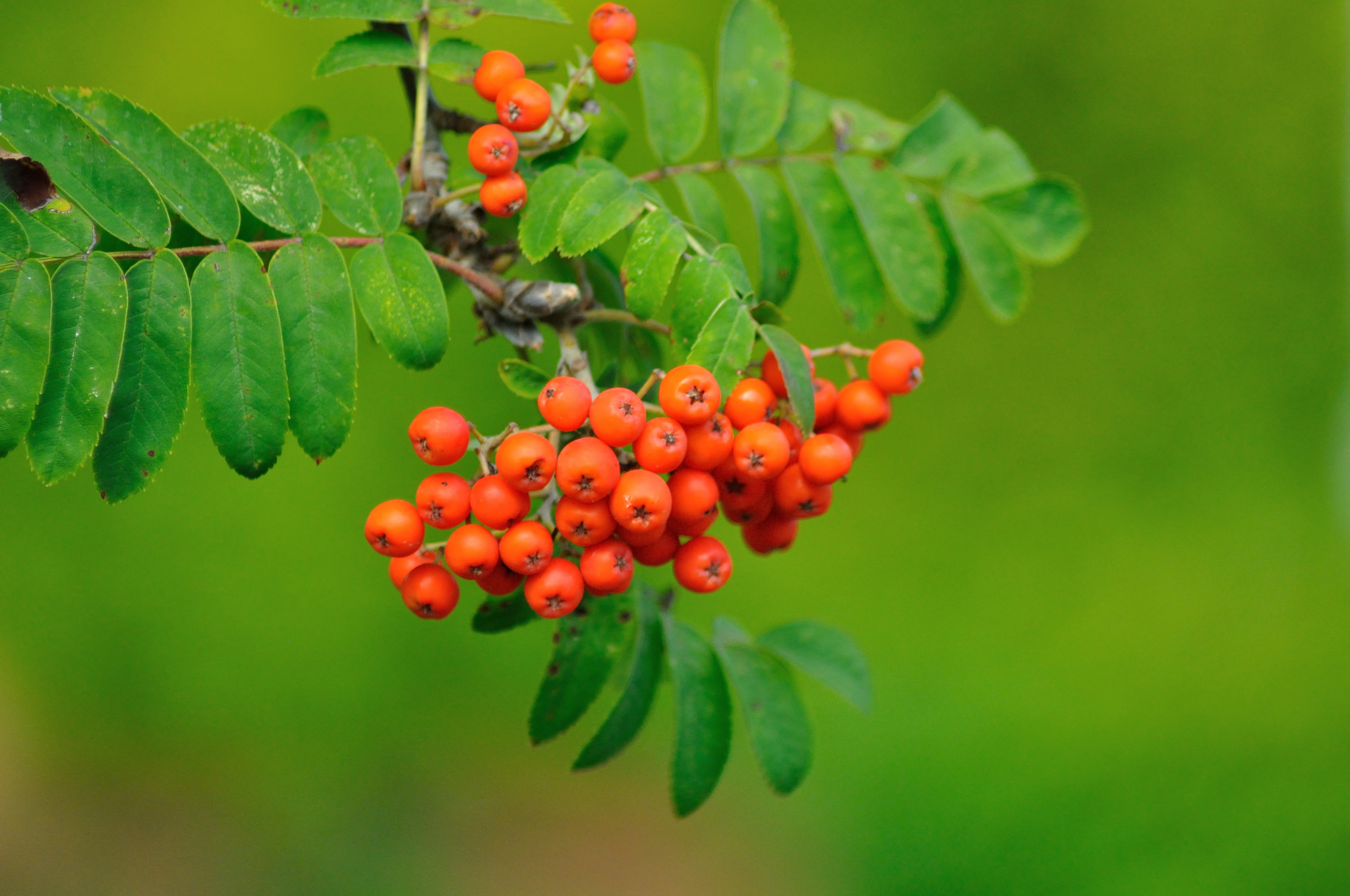 Rowan Tree (cc) M.Shattock