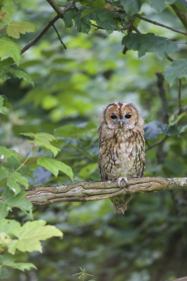 Tawny Owl (C) Richard Bowler