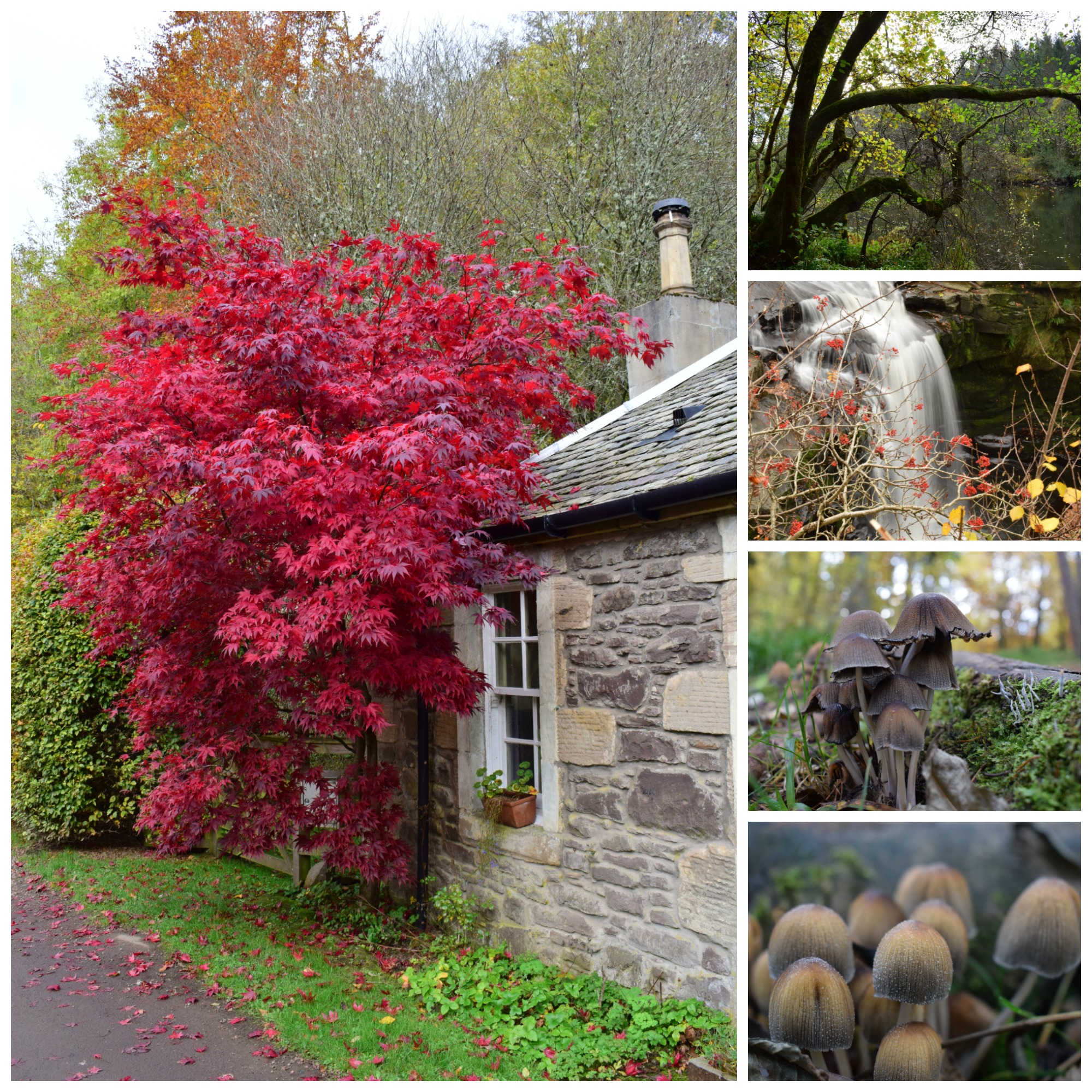 Red in Autumn (C) Tom McIntosh