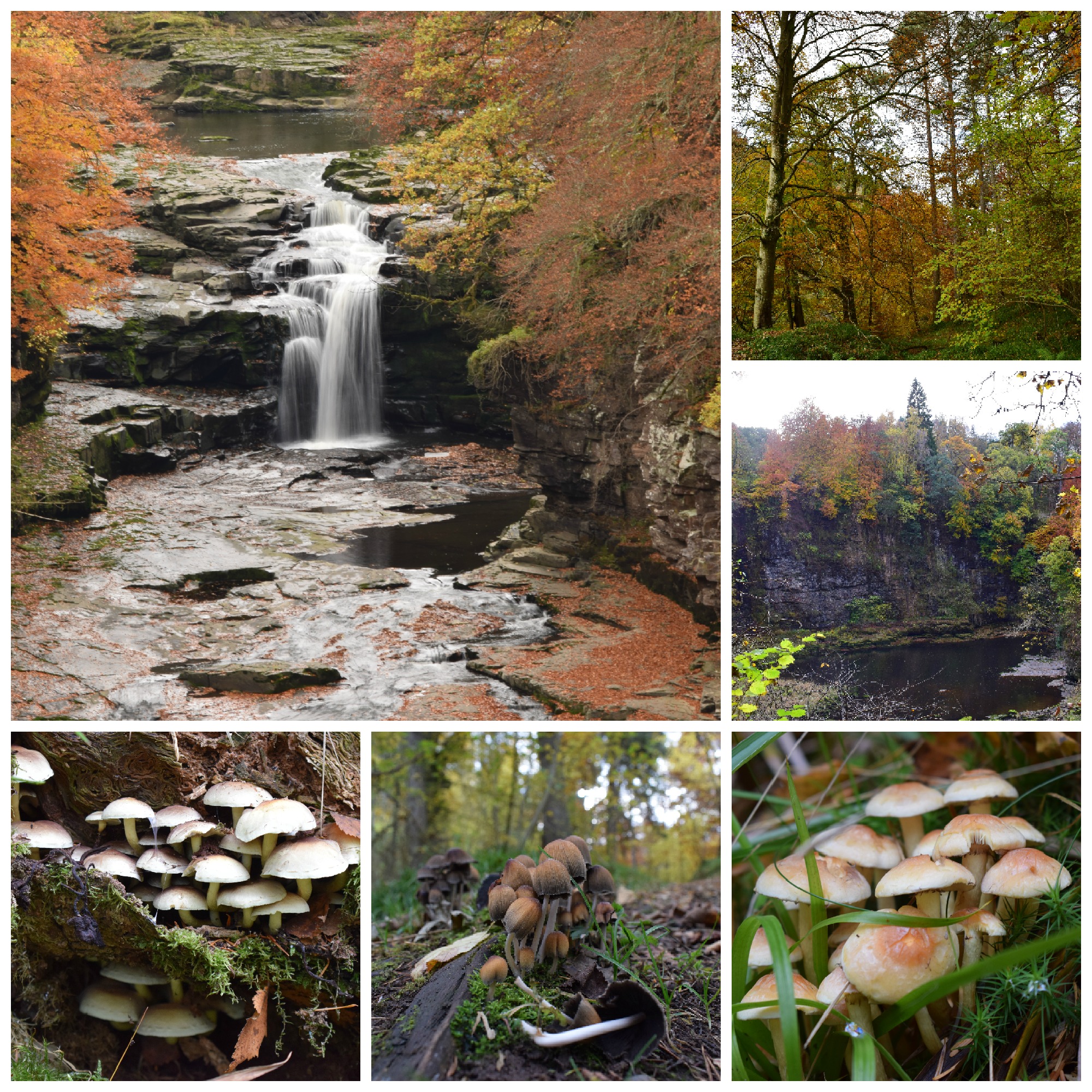 Waterfalls, trees and fabulous fungi (C) Tom McIntosh