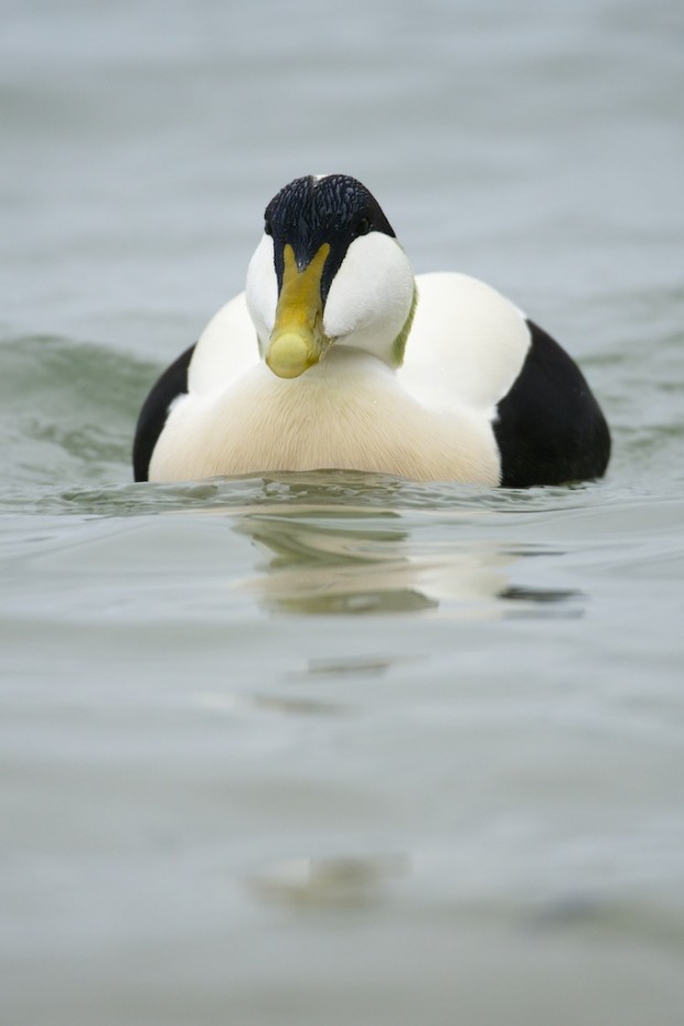 Common Eider (c) Richard Bowler