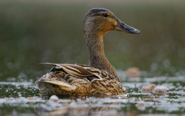 Mallard (c) Neil Aldridge