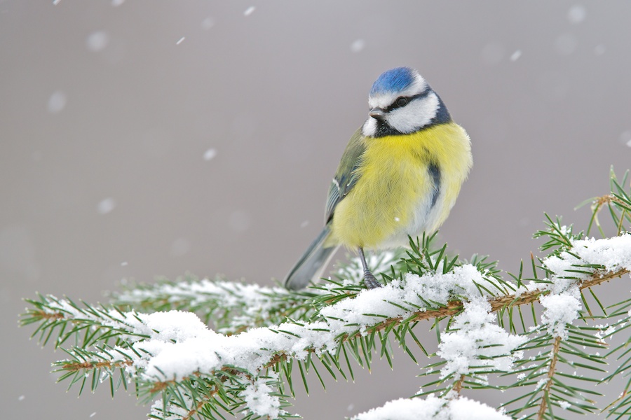 Blue tit in the snow (c) Richard Bowler