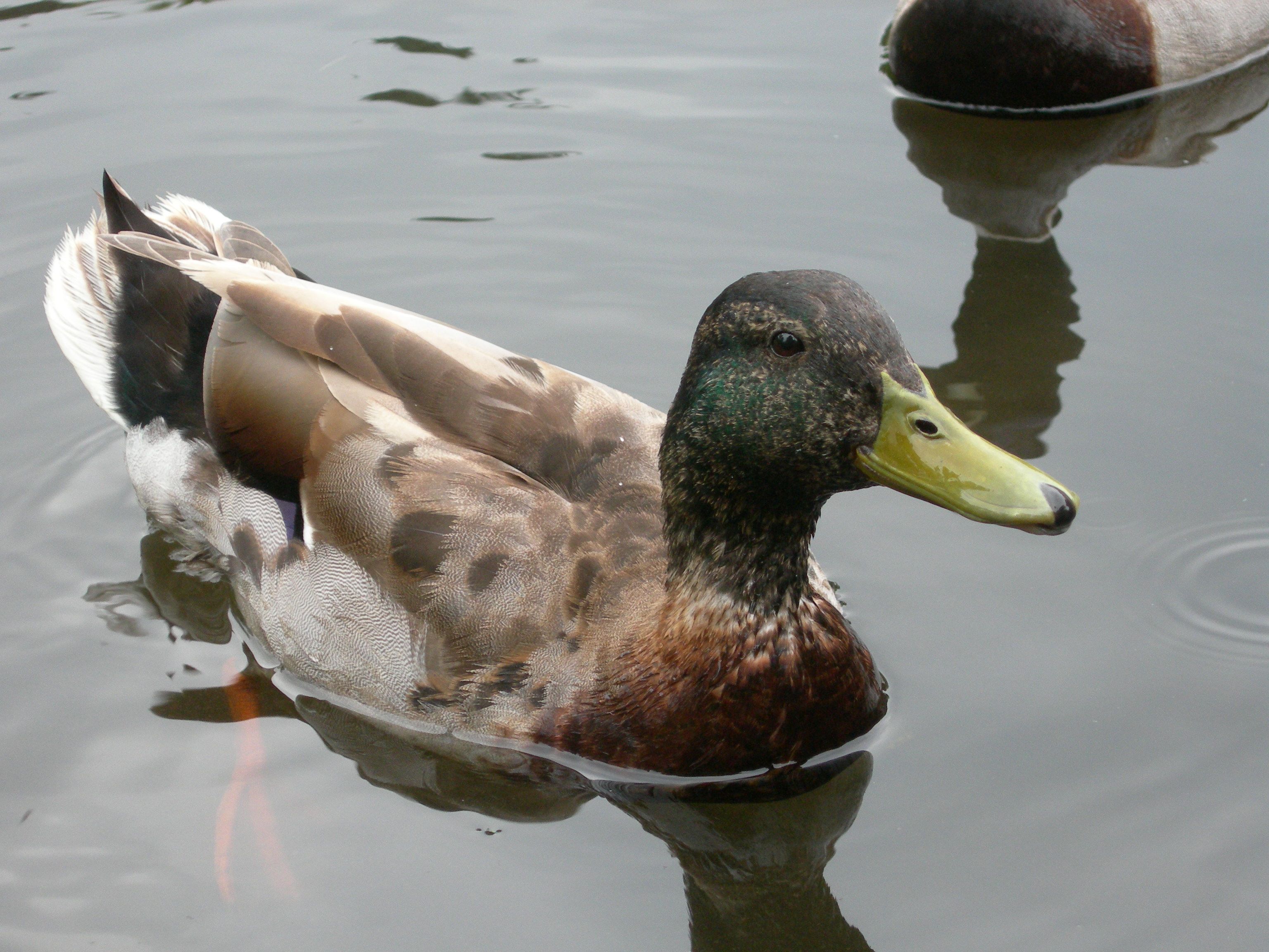 Eclipse Mallard (cc) Will George