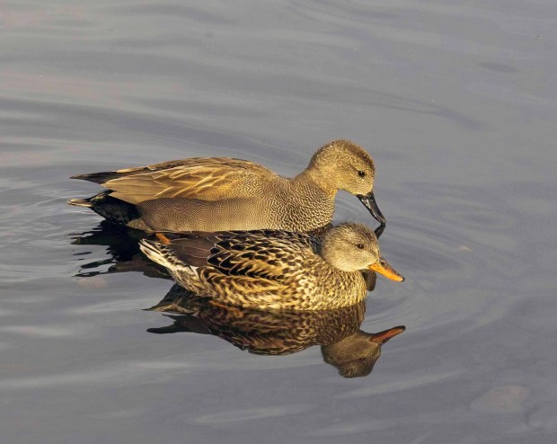 Male (back) and female (front) Gadwall (c) Derek Moore