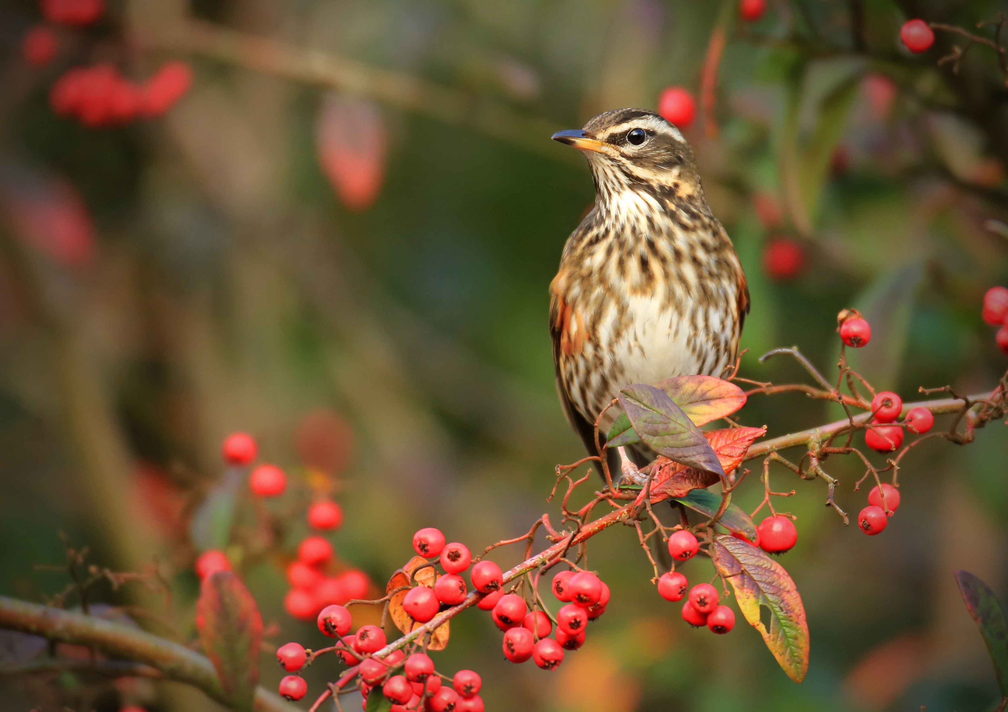 Redwing (c) Jon Hawkins