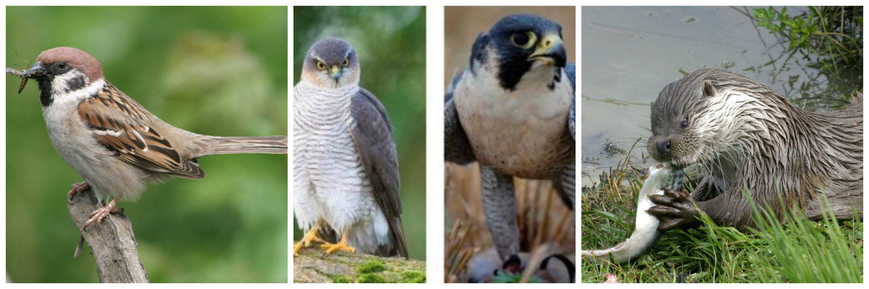 Tree sparrow (C Mike Snelle), Sparrowhawk, Peregrine falcon and Otter (C SWT)