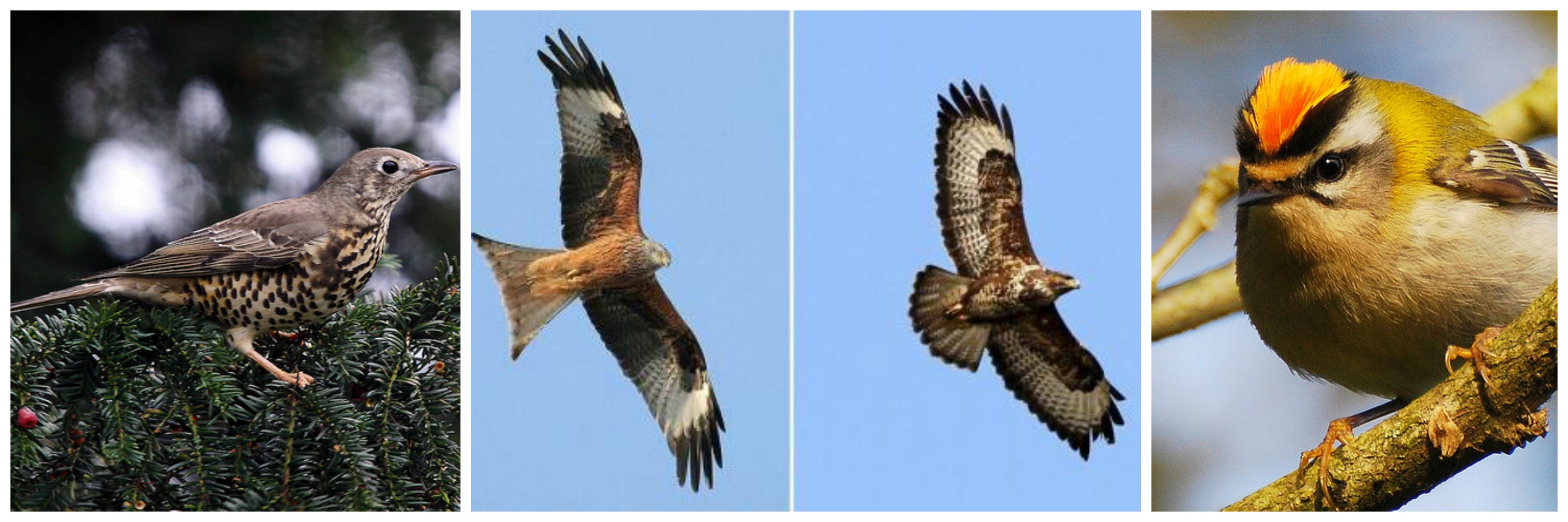 Mistlethrush (C Airwolfhound), Red Kite (C Thomas Kraft), Buzzard (C Stuart Elsom) and Firecrest (C Isidro Vila Verde)