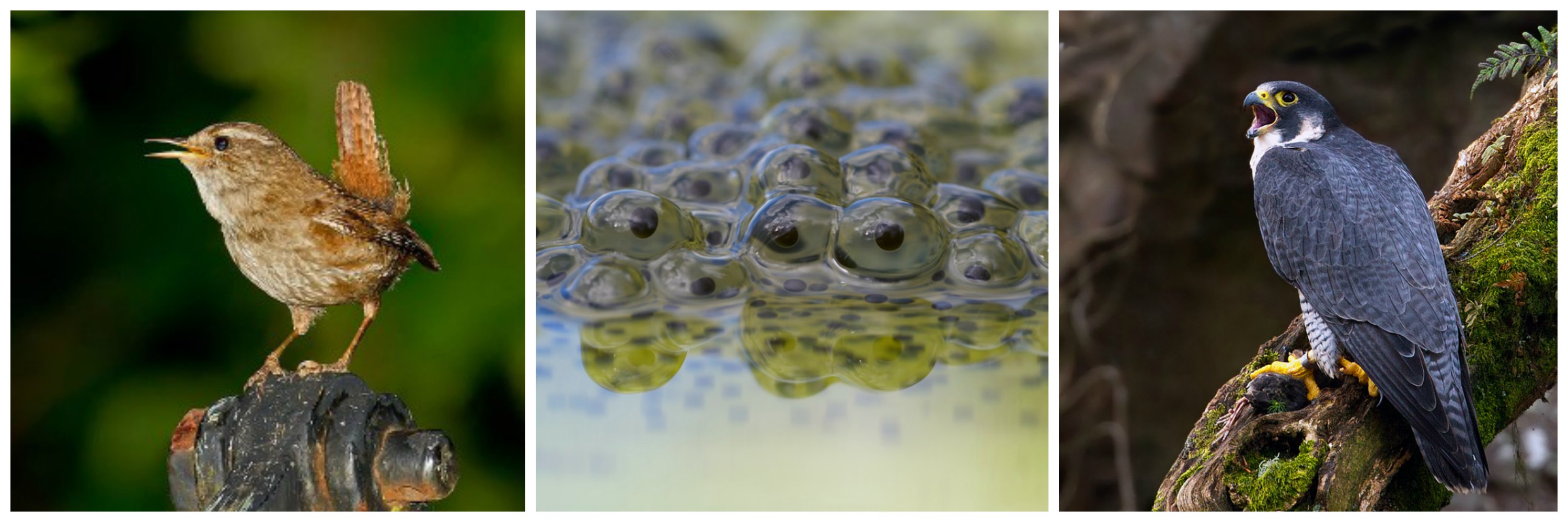 Wren (C Andreas Trepte), frog spawn (C Richard Bowler) and Peregrine Falcon (C Chas Moonie)