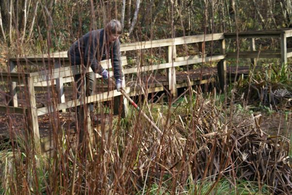 Margaret Lancaster weeding pond on reserve